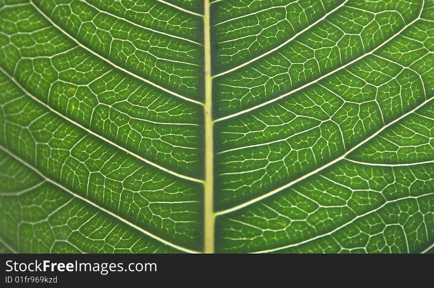 Detailed Leaf Structure