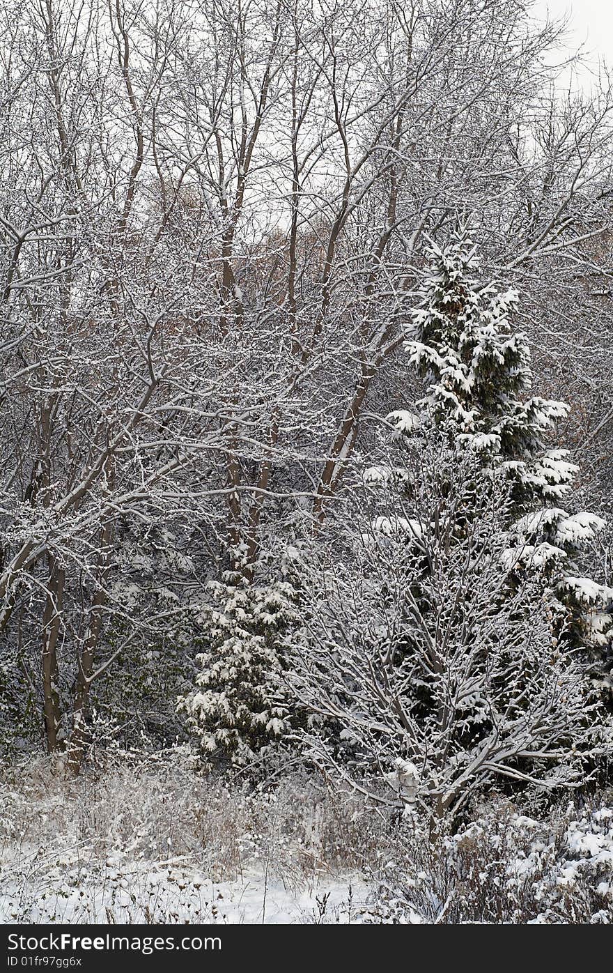 Fir-tree In The Snow