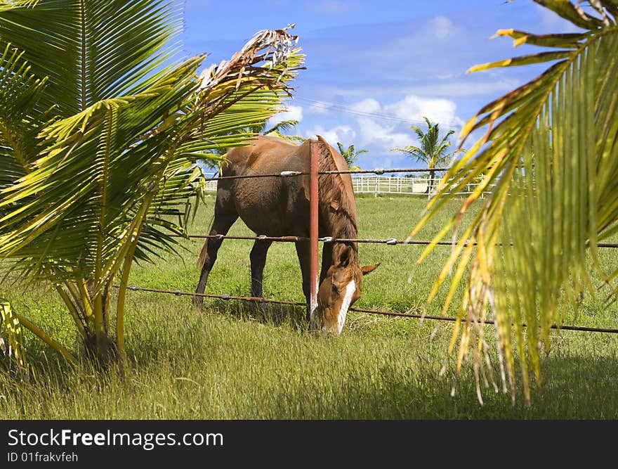 Horse grazing in a lush scenery