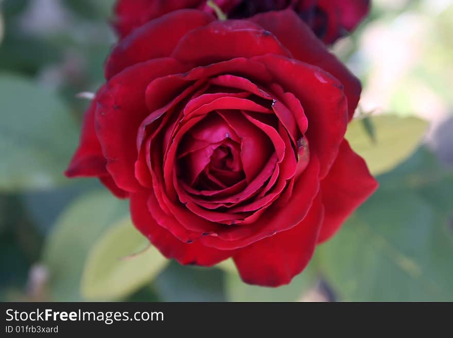 Bud of a red rose on a green background