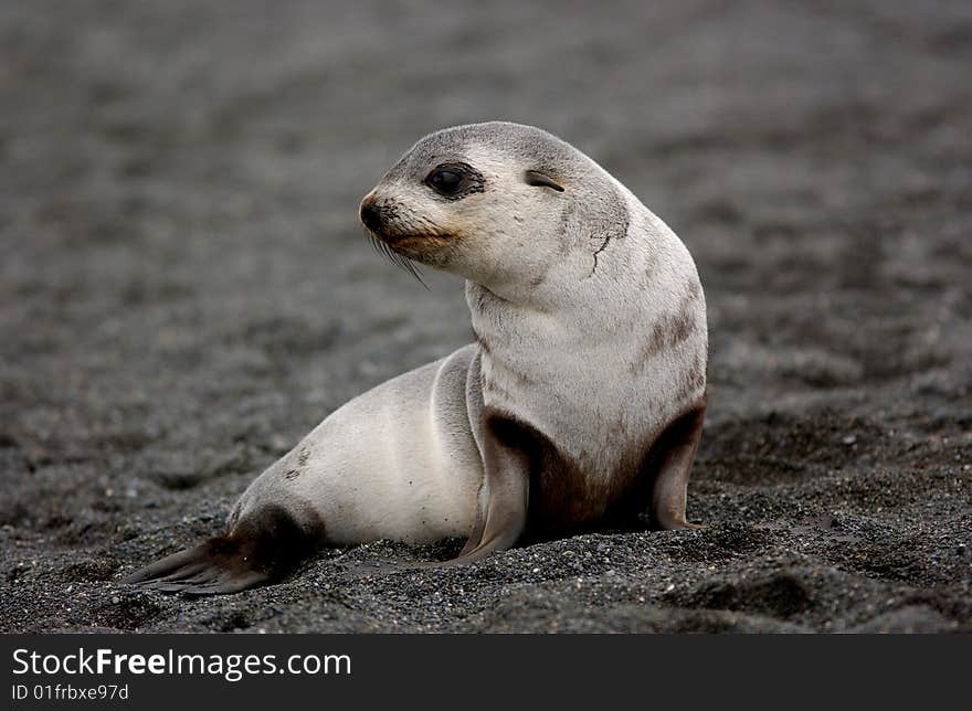 SEAL