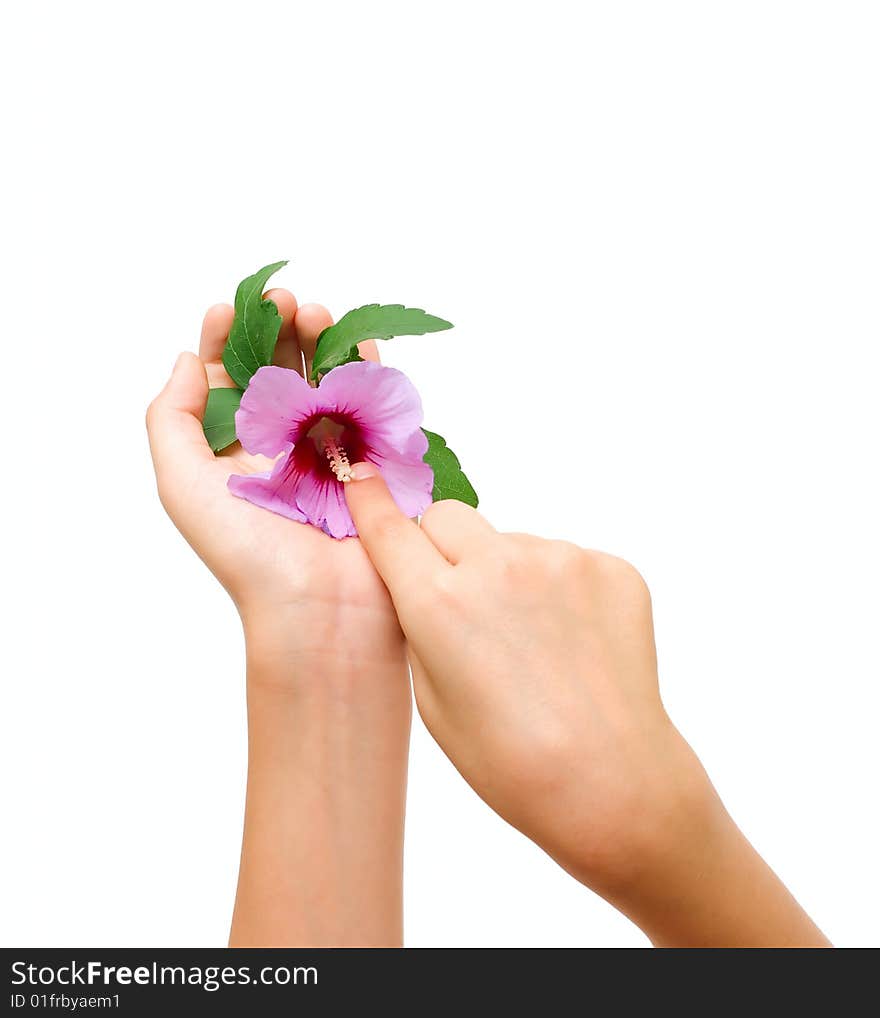 Flower in human hands