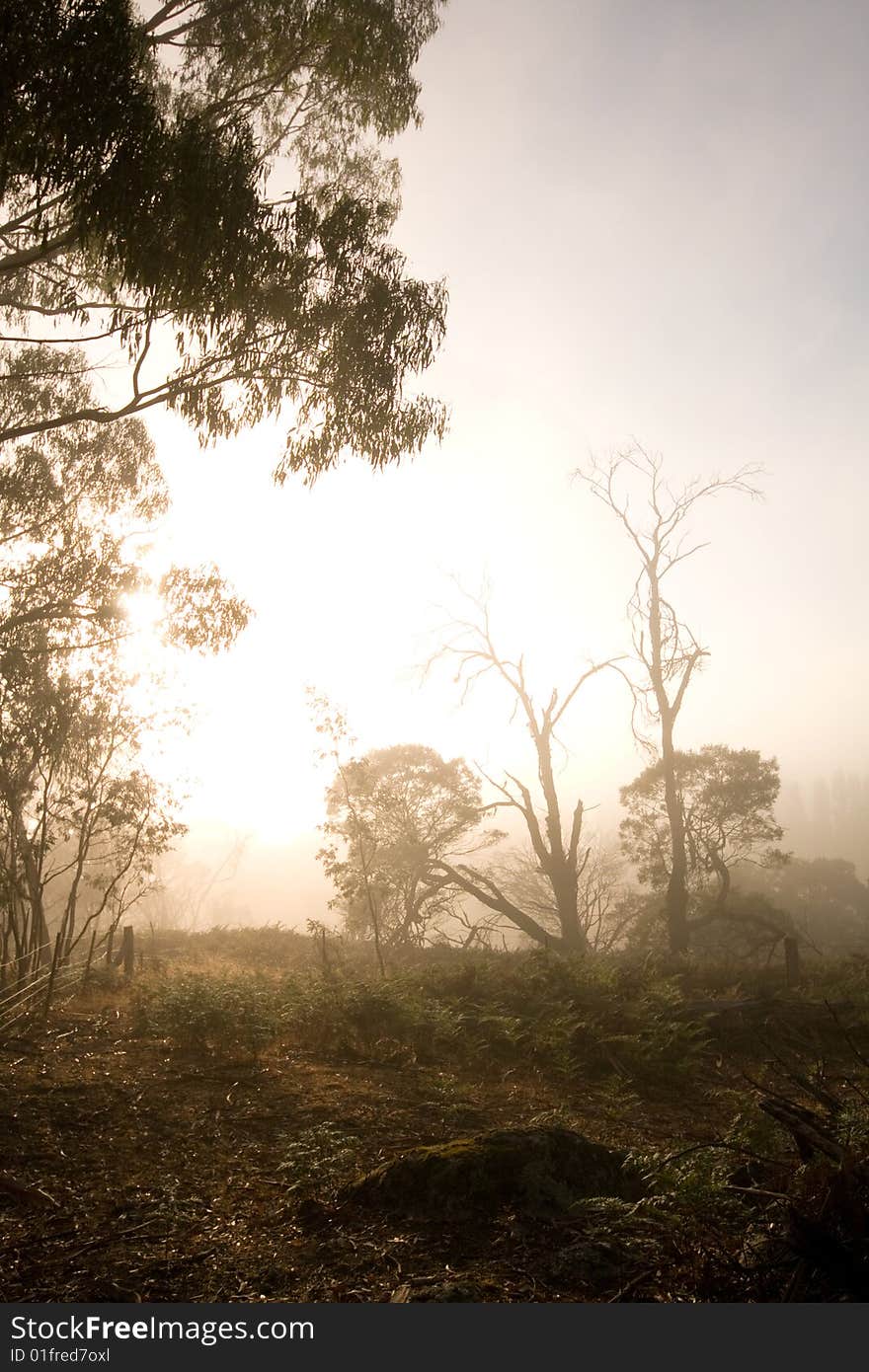 Early Morning - Lancefield