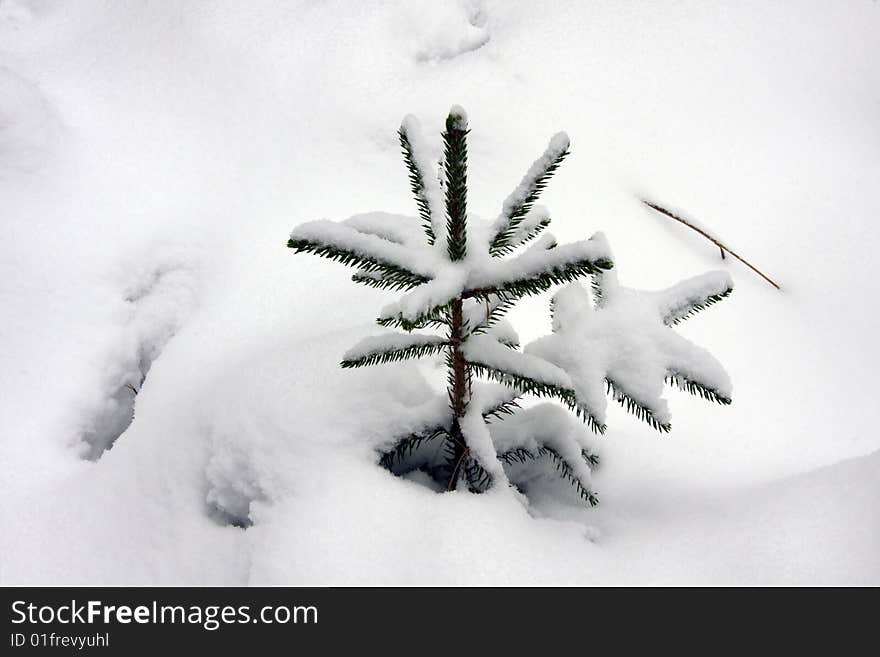 Fur-tree small in snow