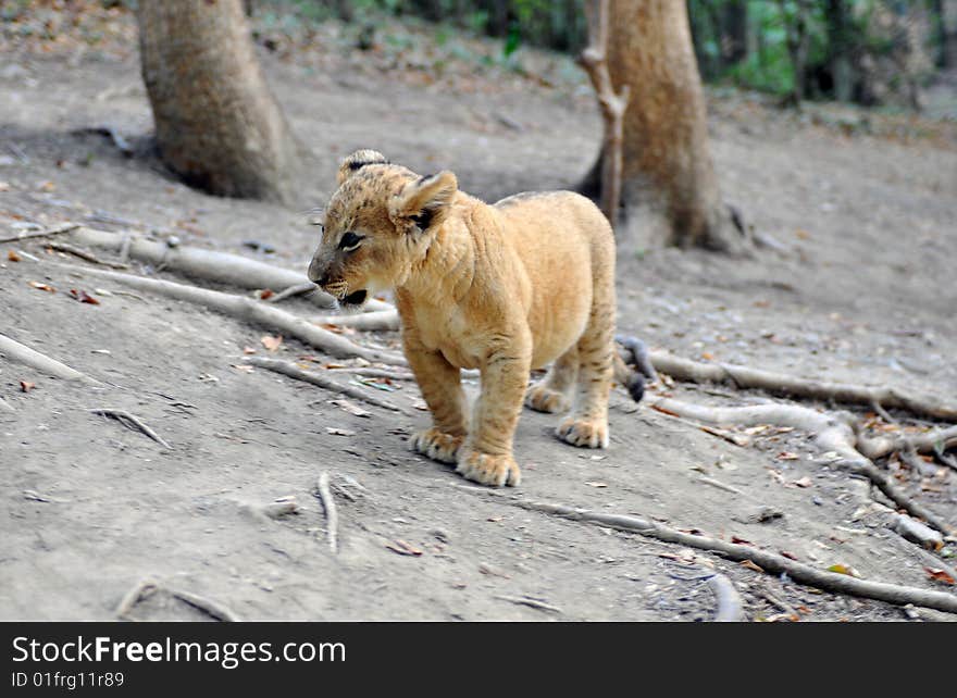 Young lion who goes on wood. Summer