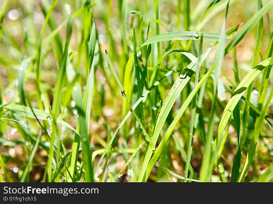 Drops of water in the grass. Drops of water in the grass