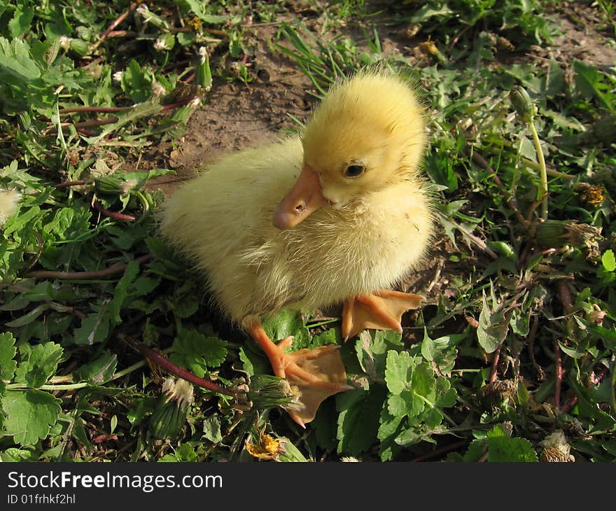 Yellow duckling on meadow in grass. Summer