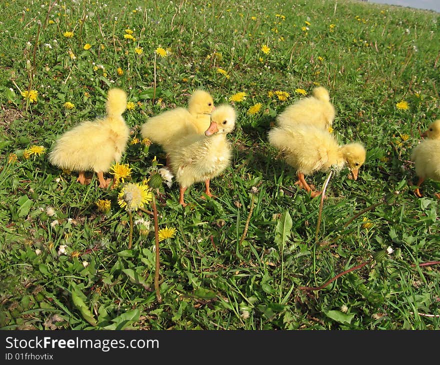 Ducklings on meadow in dandelions and grass