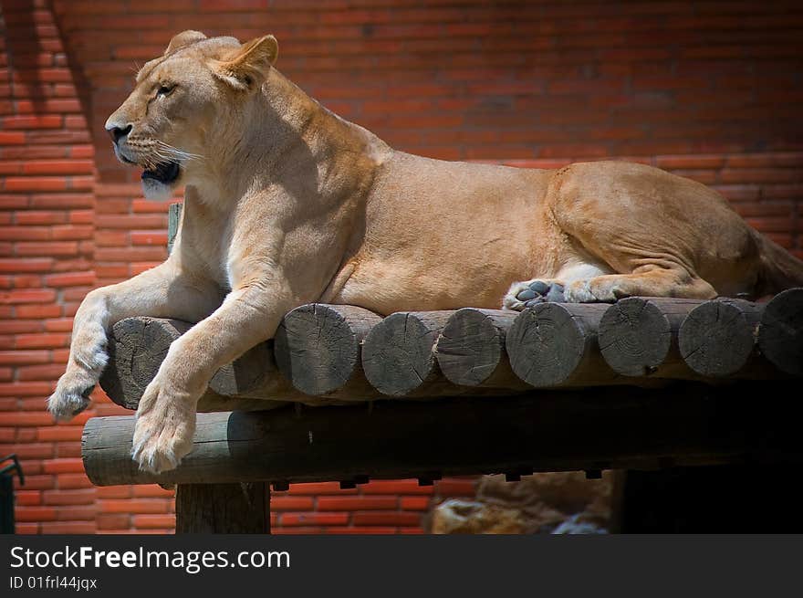 Female Lion