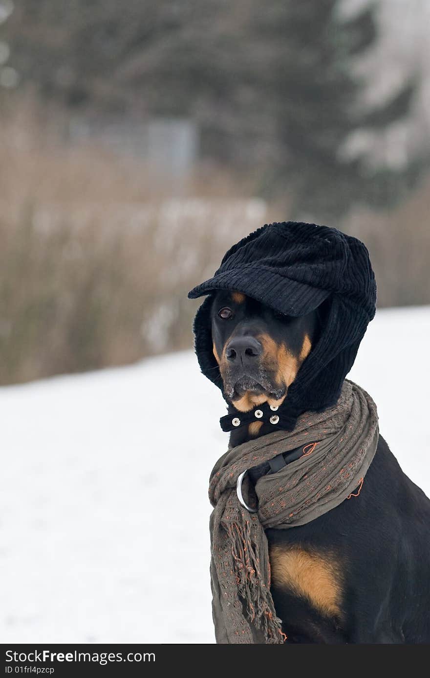 A doberman dog with a cap on his  head in a snowy background. A doberman dog with a cap on his  head in a snowy background