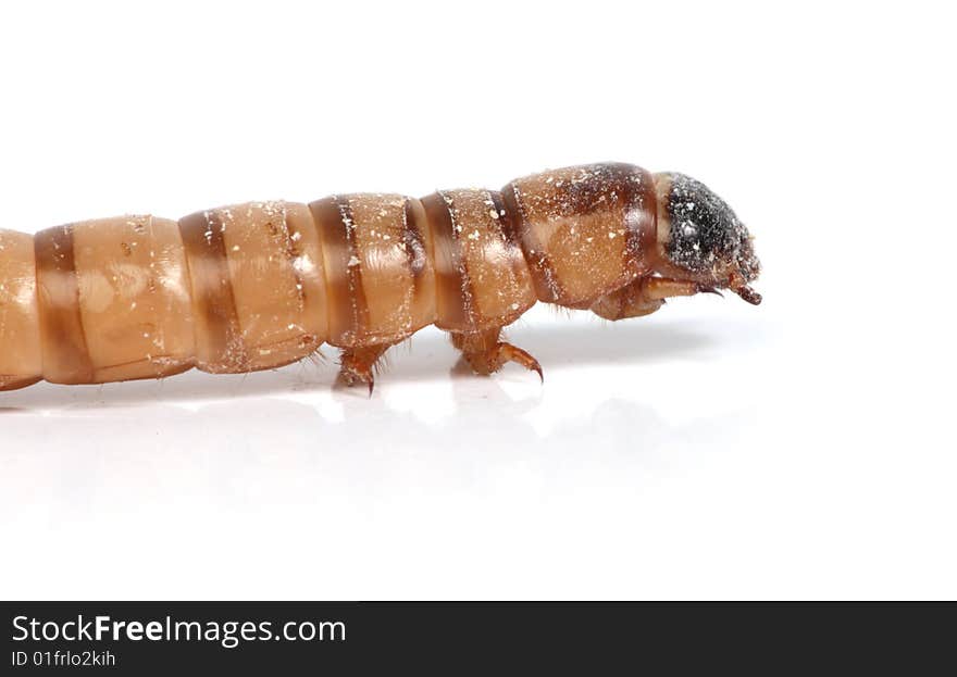 Mealworm