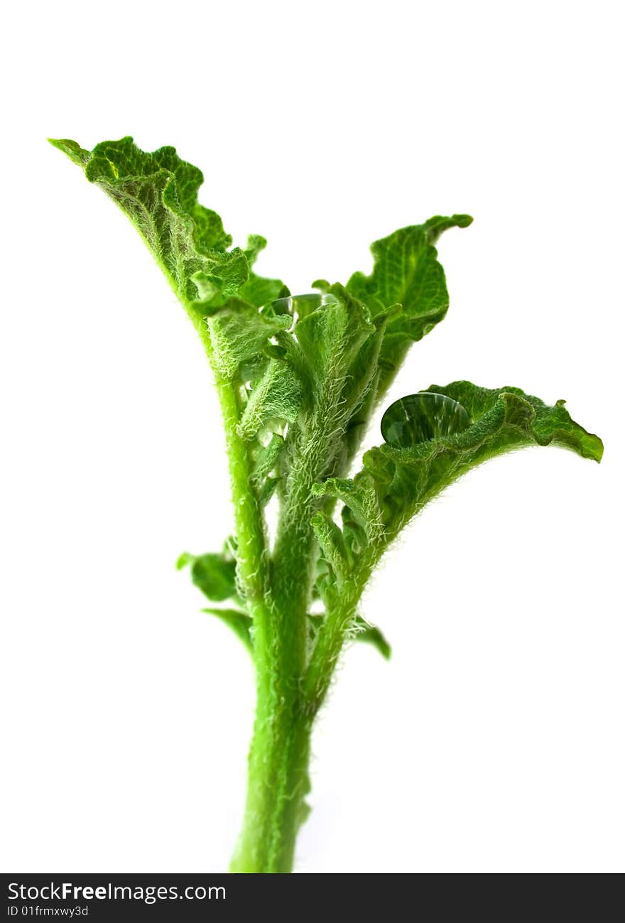 Potato sprout isolated on white background