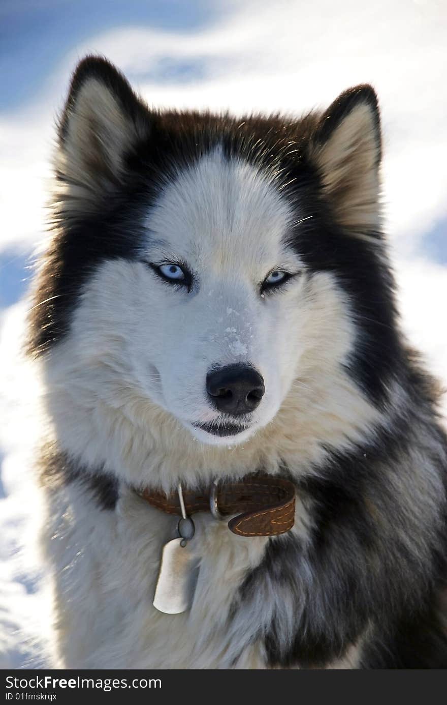 Blue-eyed Husky dog in a sunny winter day