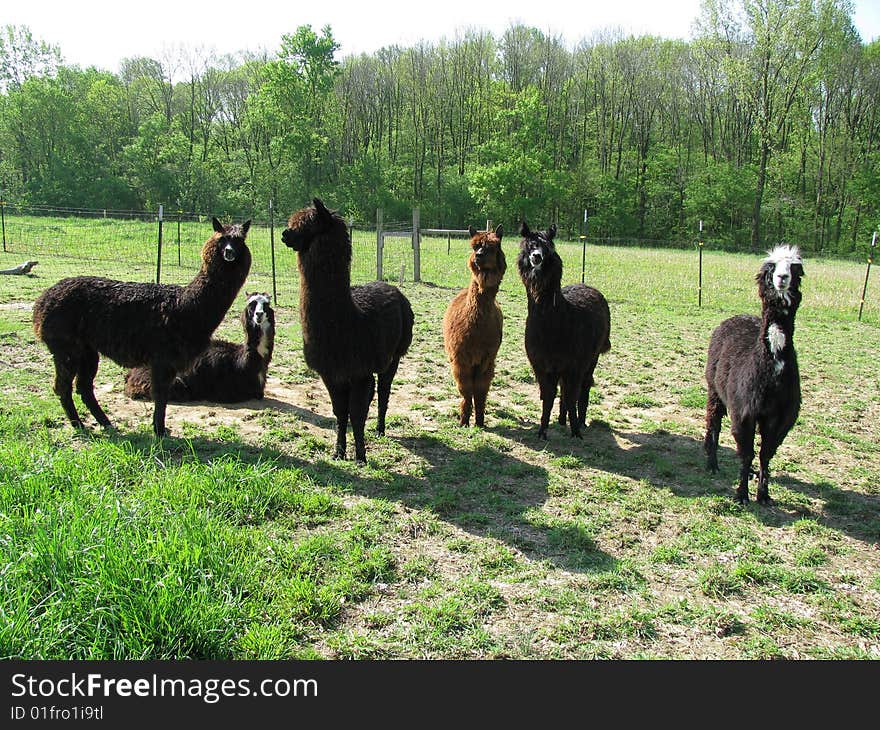 Group of alpacas on the farm in Indiana