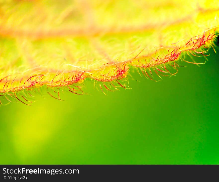 Lanate close-up leaf