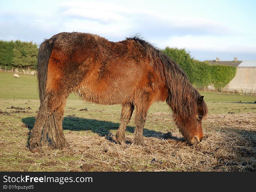 Neglected pony, new arrival at an animal rescue centre