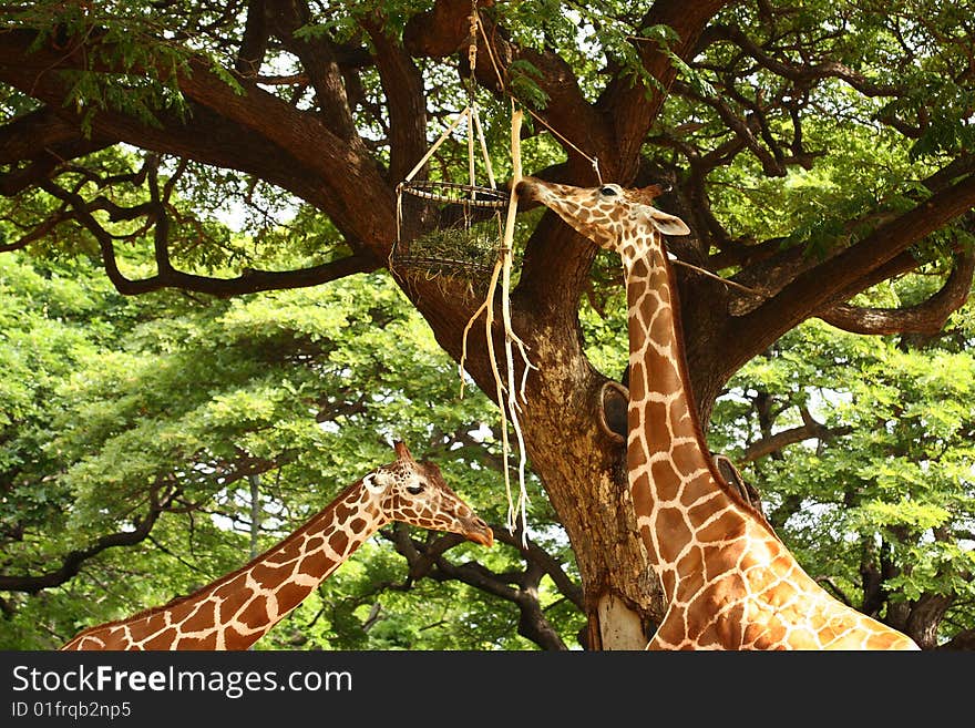 Two giraffe eating out of feeding box