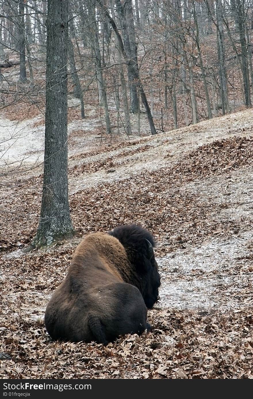Buffalo resting in forest snow