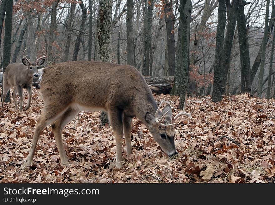 Whitetail bucks feeding in forest. Whitetail bucks feeding in forest