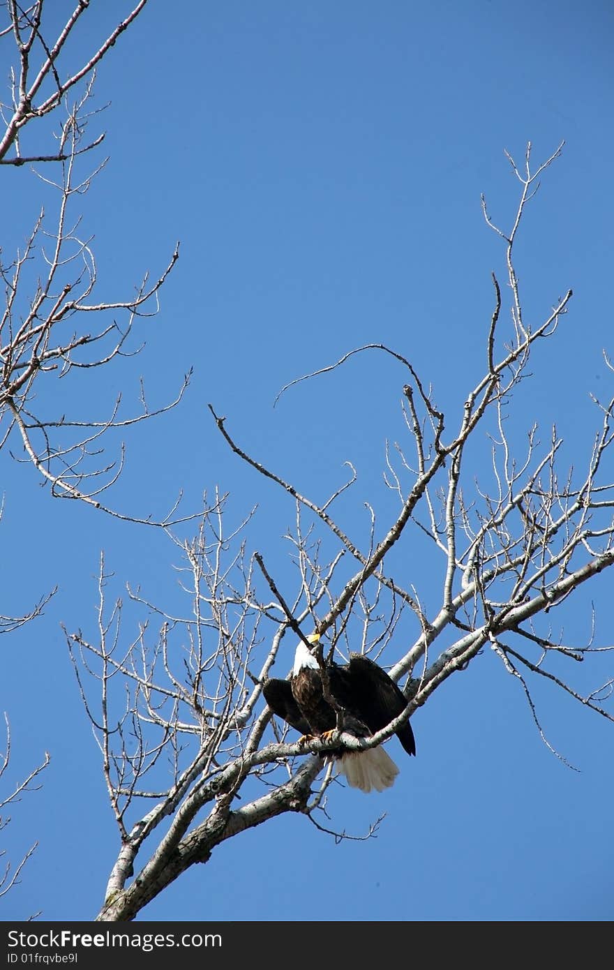 Bald eagle on limb in blue sky