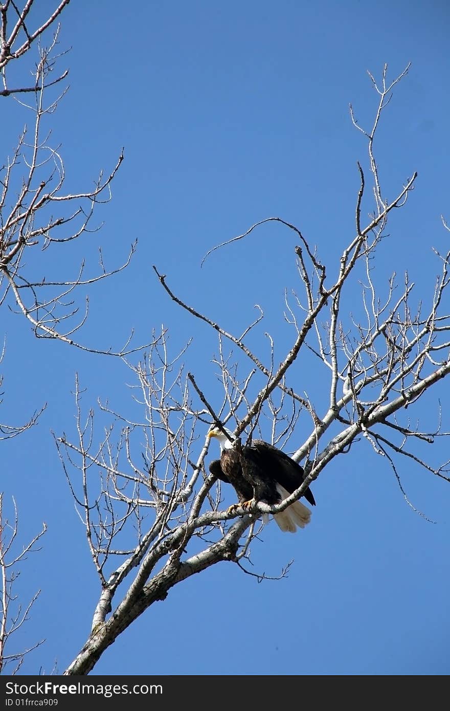 Bald eagle perched in tree