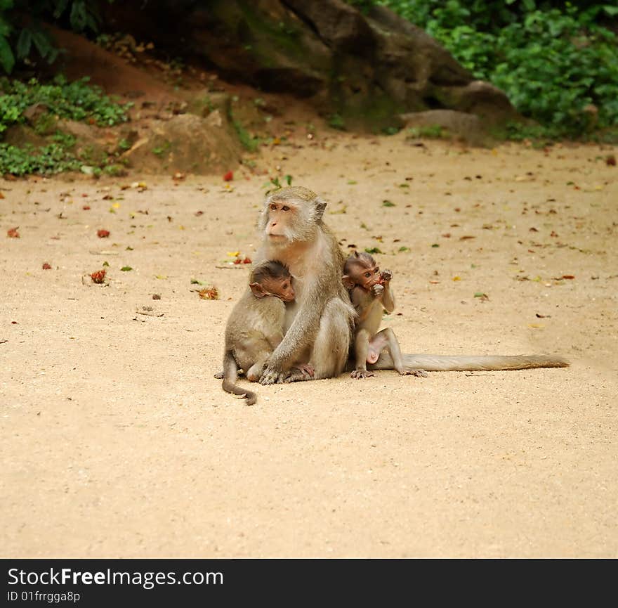 Monkey on the beach with their child. Monkey on the beach with their child