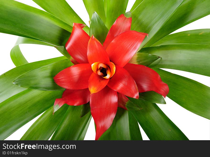 Nidularium flower isolated on white