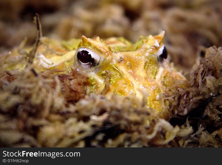 Yellow frog in glass tank hiding in moss.