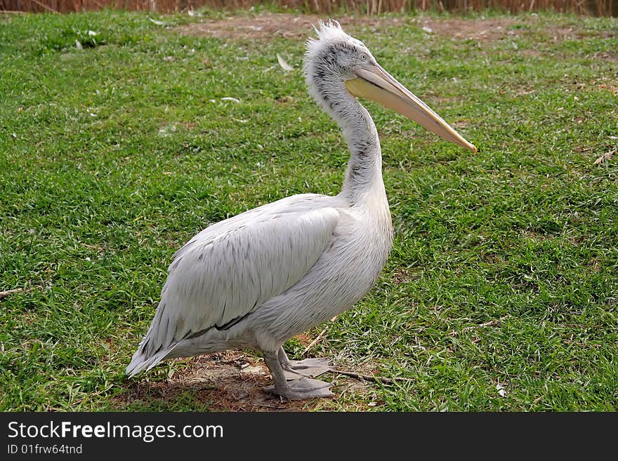 Pelican