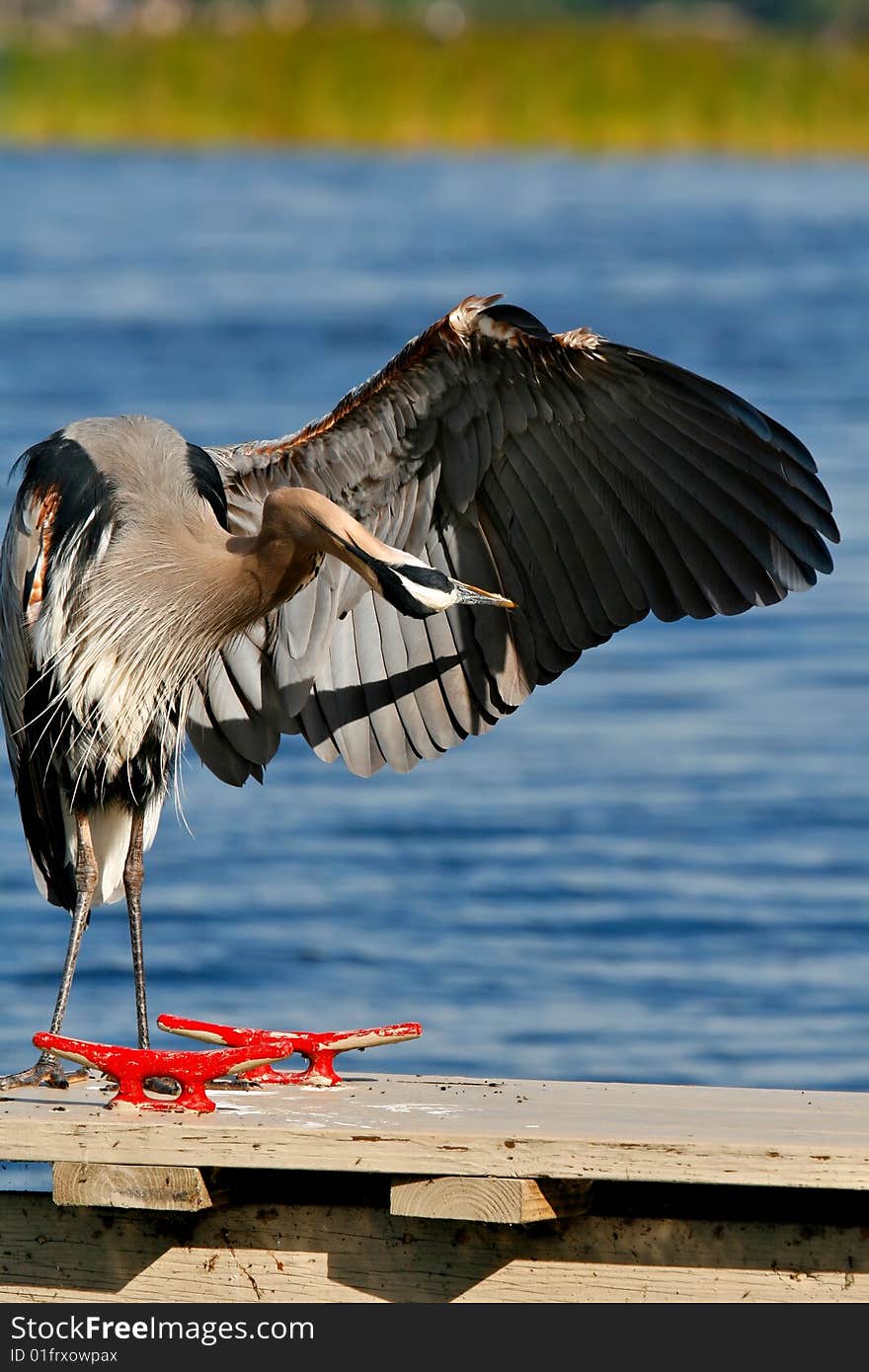 Great Blue Heron doing a wing check