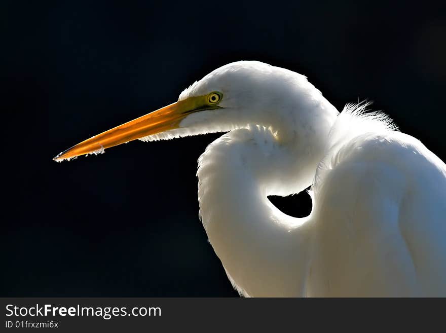 Great White Egret