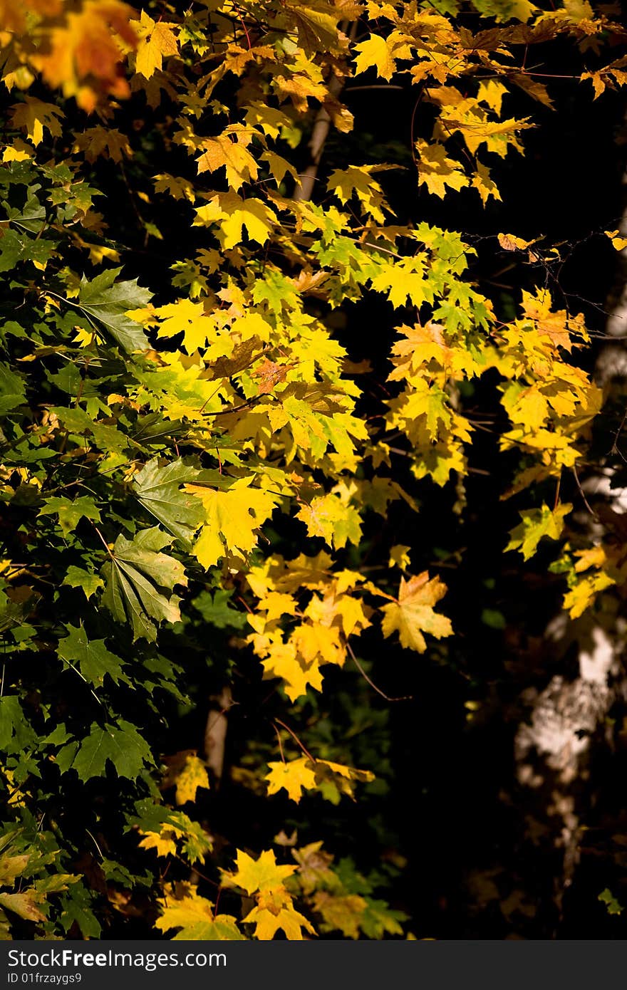 Maple yellow leaves in autumn forest. Maple yellow leaves in autumn forest