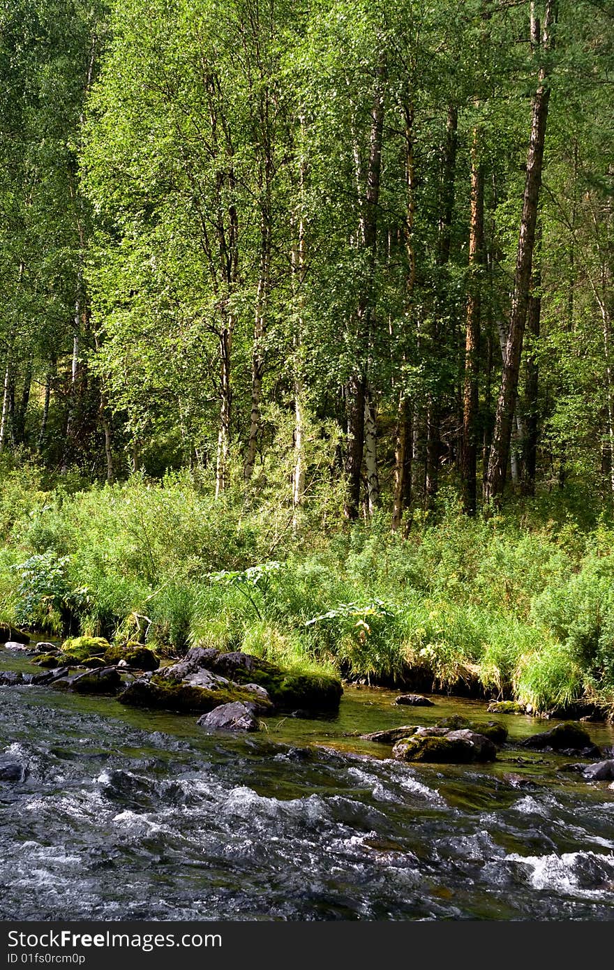 Violent river ih the forest. Violent river ih the forest