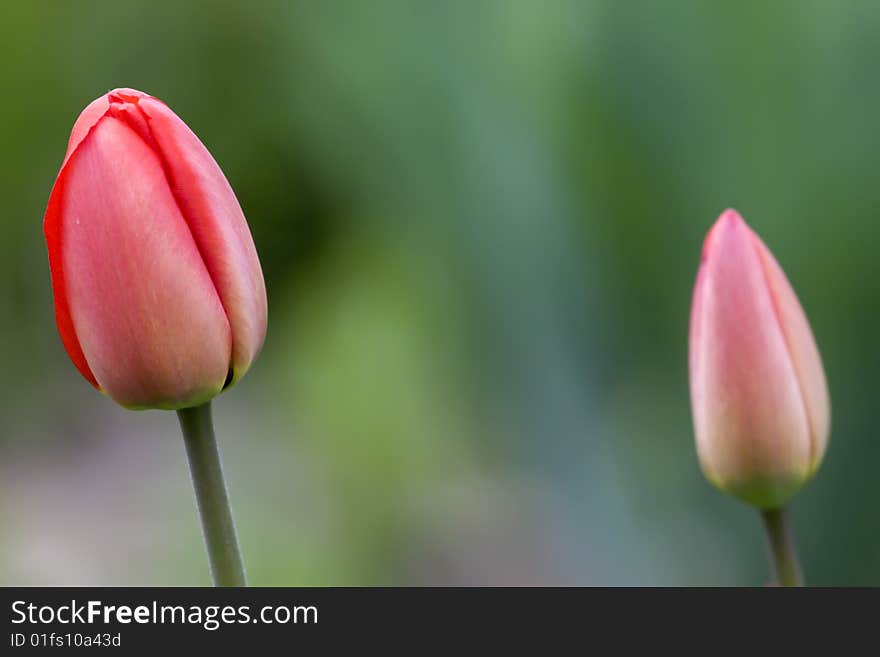 Red and pink tulip bud on green background. Red and pink tulip bud on green background