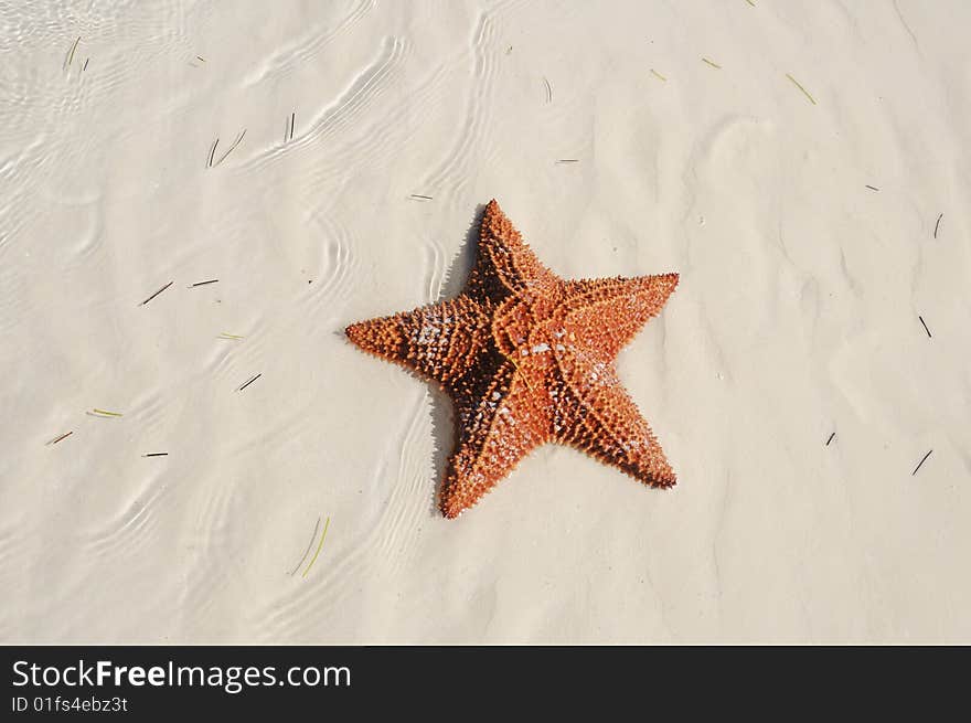 A view of starfish over sand texture on tropical beach - cuba