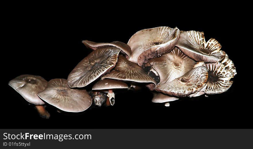 Mushrooms on Black Background