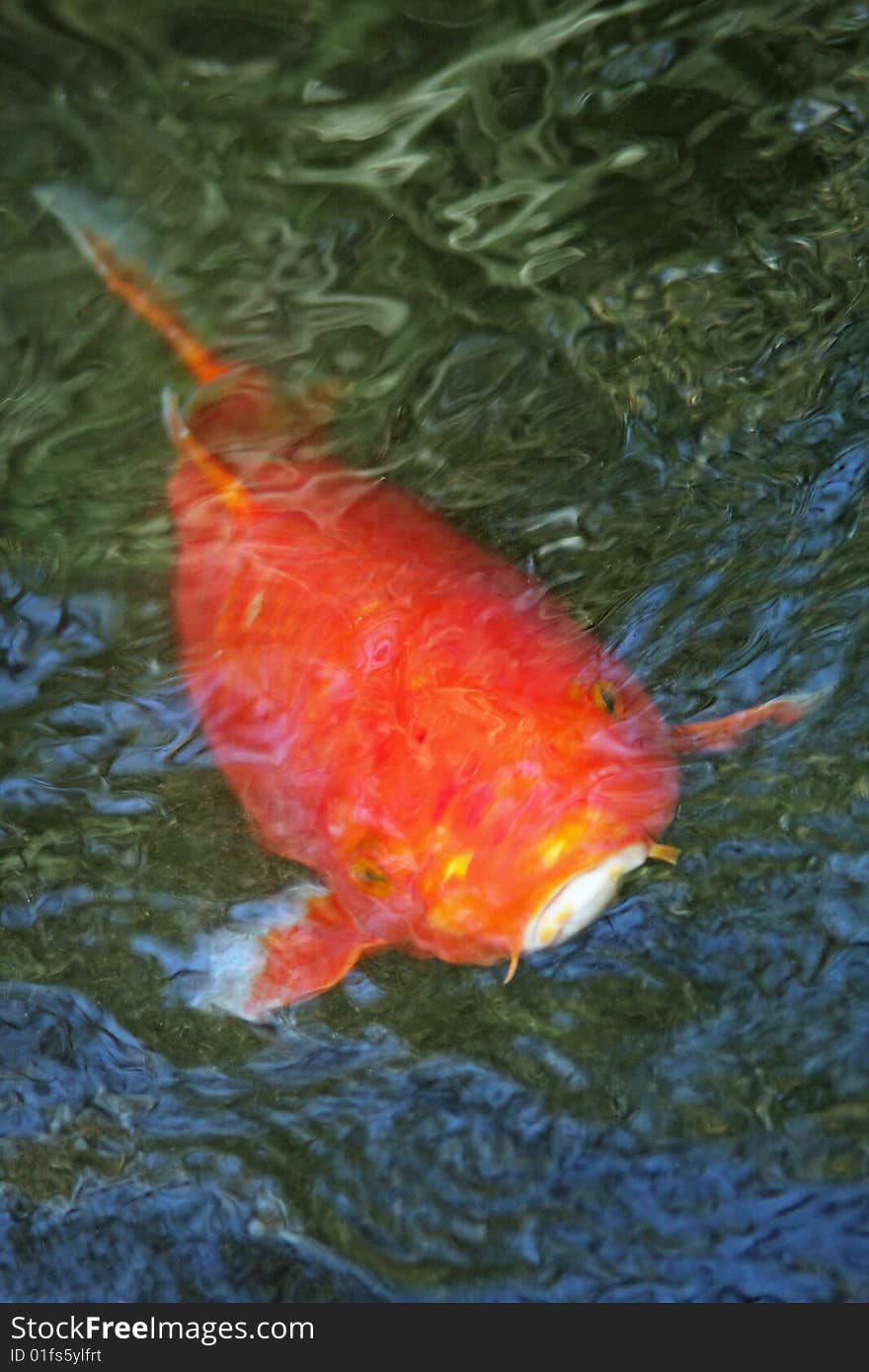 Abstract Goldfish