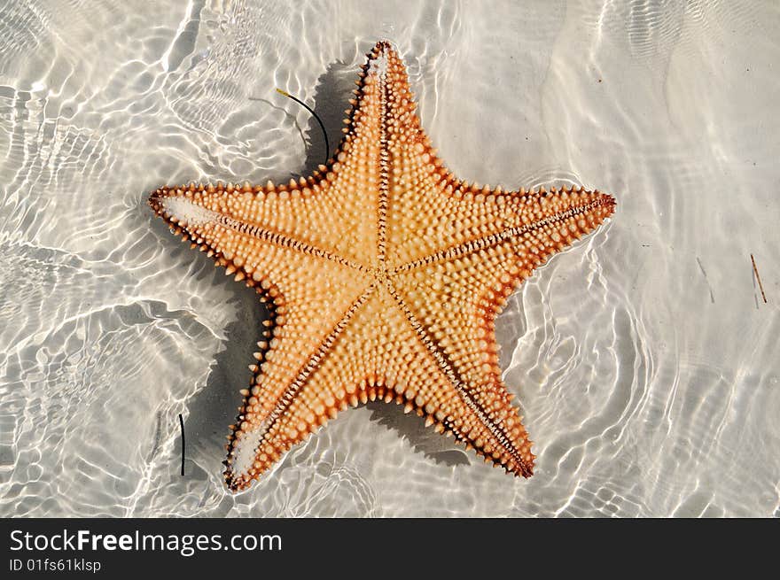 A view of starfish texture over water on tropical beach - cuba. A view of starfish texture over water on tropical beach - cuba