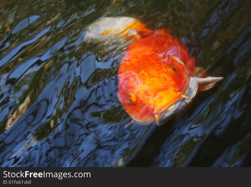 Abstract Goldfish