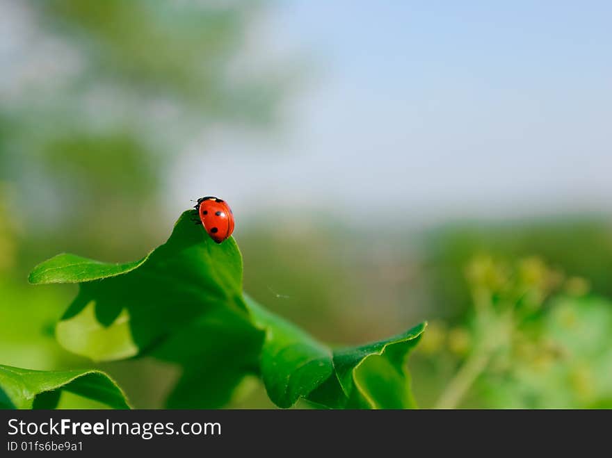 Close-up photo of ladybug on the leaf