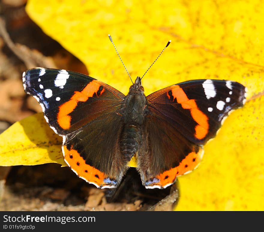 The butterfly on a sheet