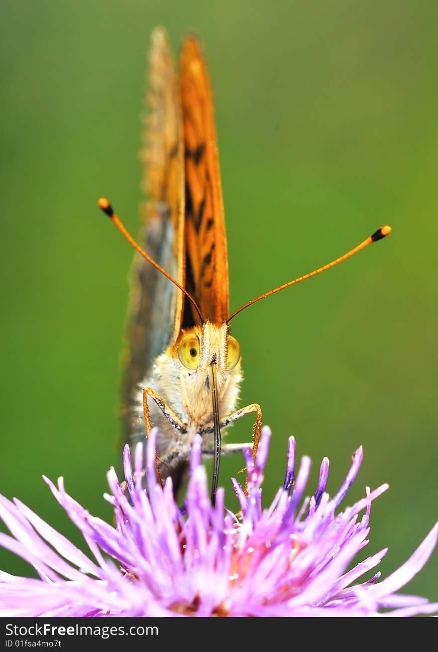 The butterfly with the combined wings sits on a plant. The butterfly with the combined wings sits on a plant