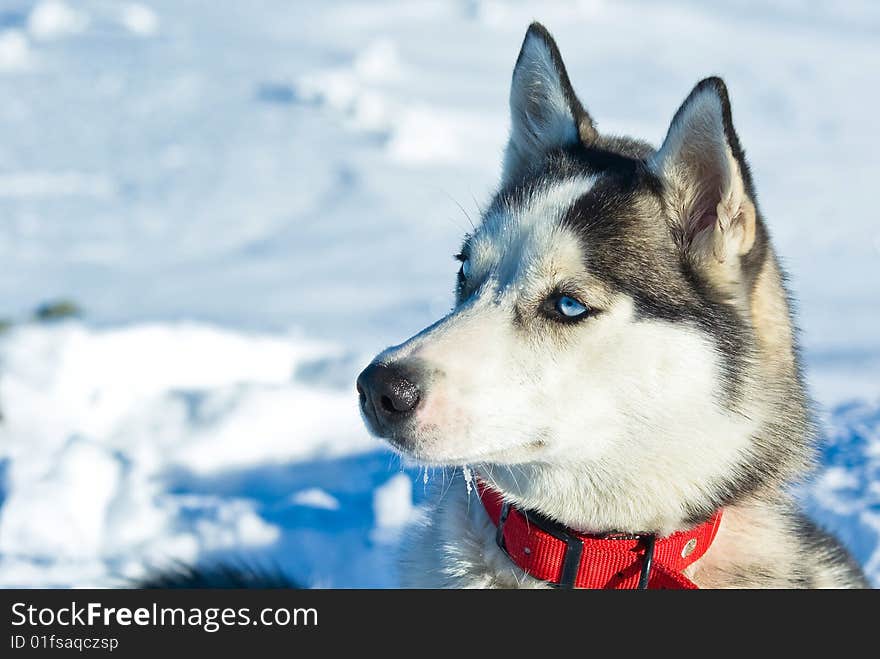 husky dog in french alps. husky dog in french alps