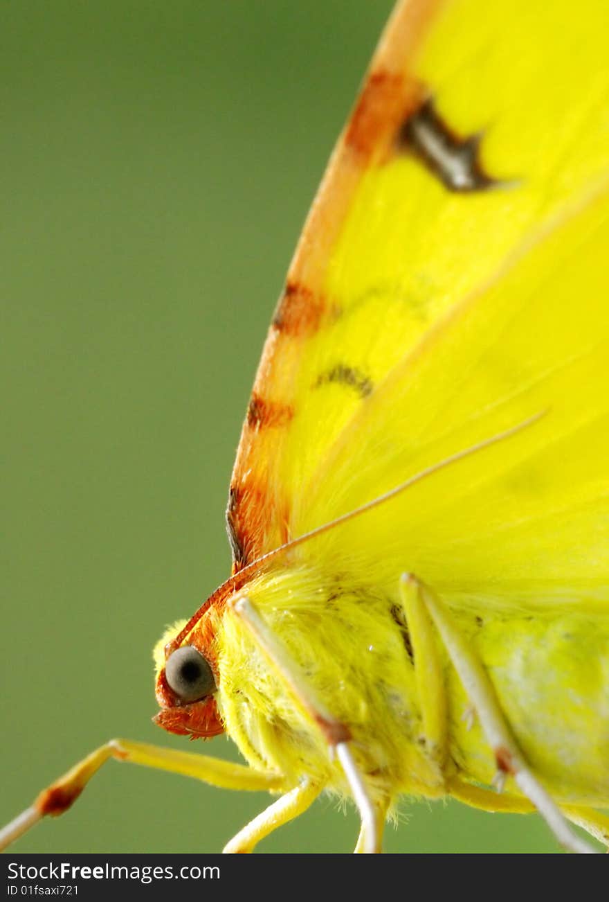 The Butterfly With Yellow Wings