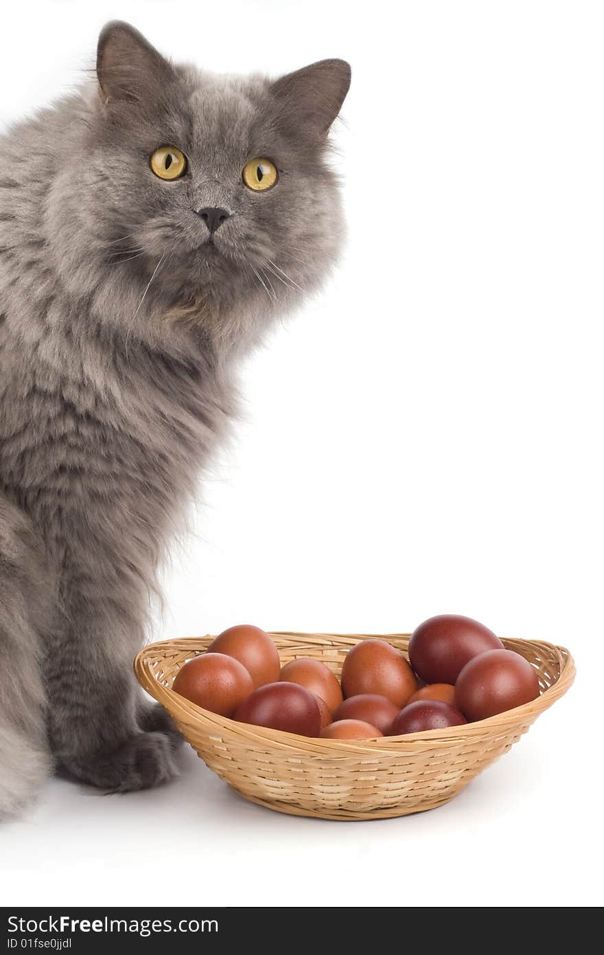 Grey Cat and easter eggs