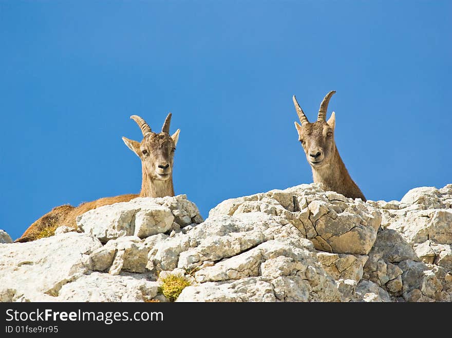 Alps ibex