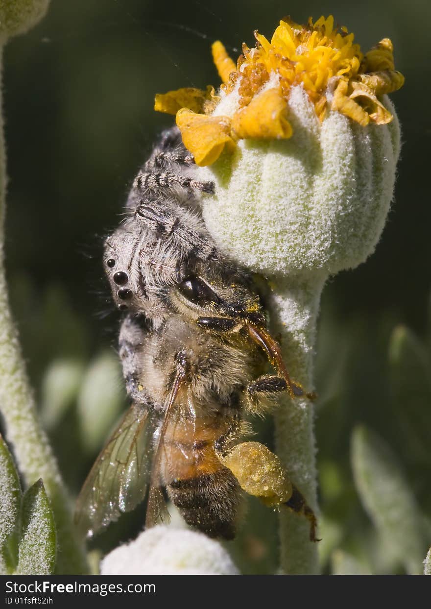 Spider captures bee