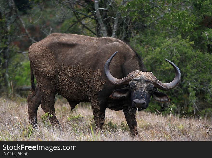 Buffalo African