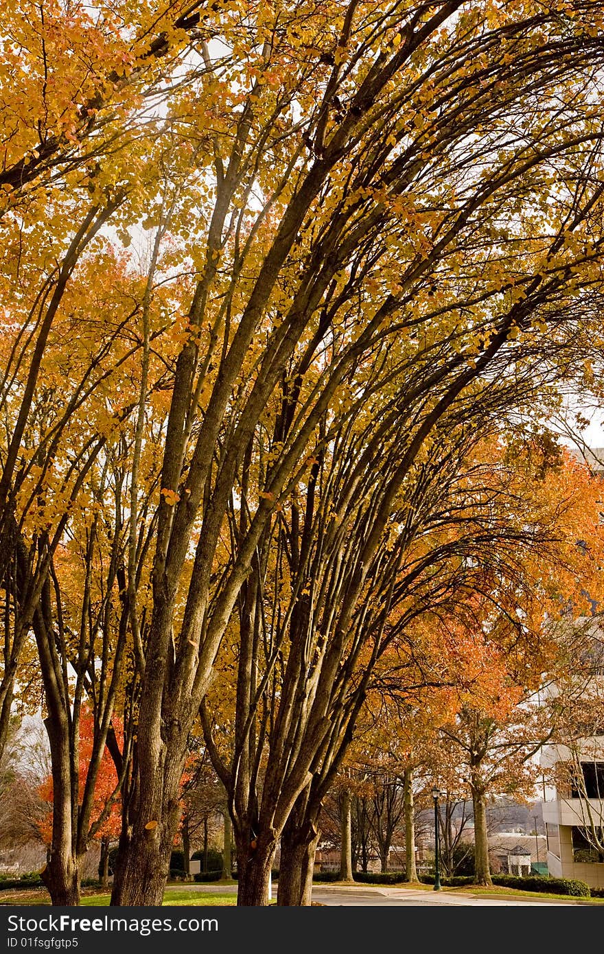 Autumn Trees by Road