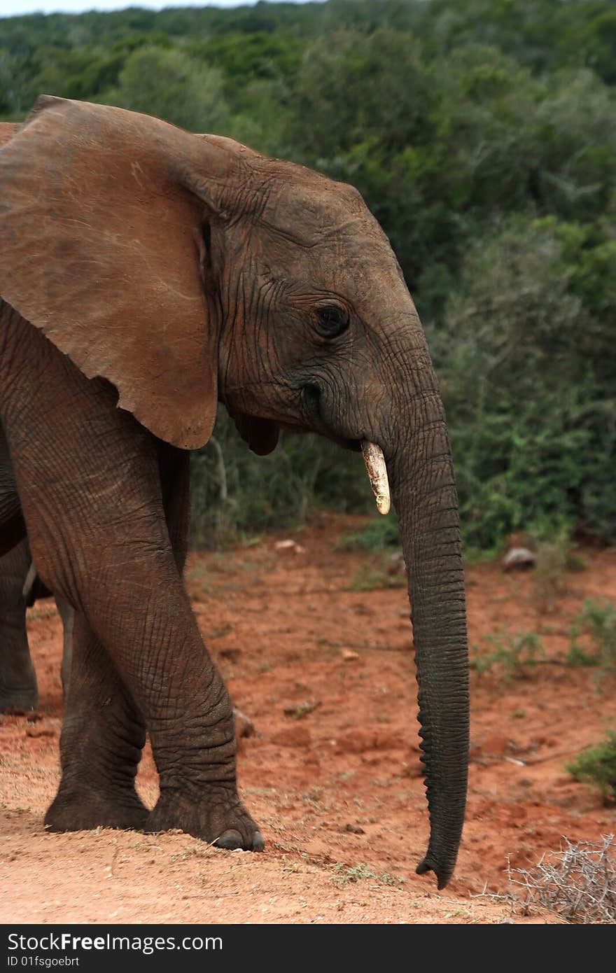 African elephant standing on red soil. African elephant standing on red soil